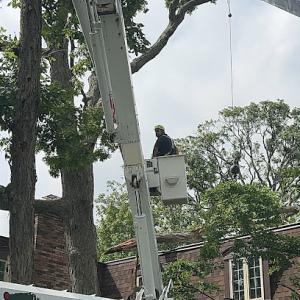 Fernandez Tree Service