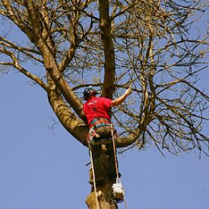 Northwest Tree Services