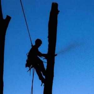 St Brown Tree Service McLean