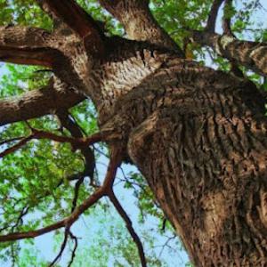 RGV Tree Experts