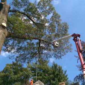 JB Perry Arbor-Care Tree