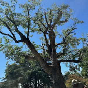 Rene Martinez Tree Service