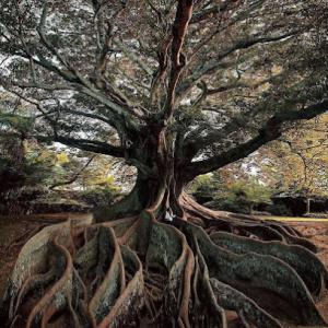 All Expert Tree Care