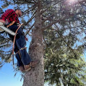 Pickering Tree Service