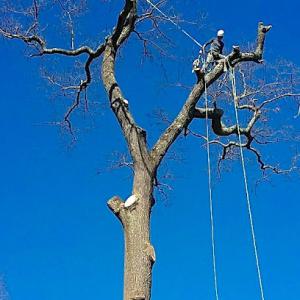 Appalachian Arborist