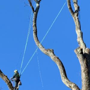 Shute's Tree Services