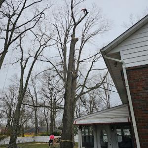 Bethel Mill LLC, Treeladypro.com