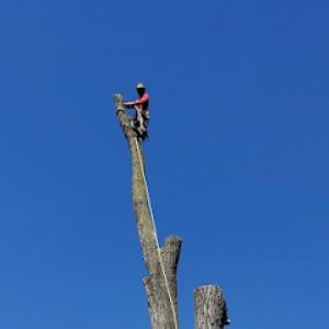 Adrian's Tree Service