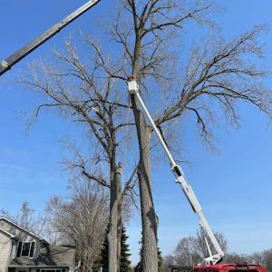 All State Tree & Lawn Services