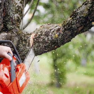 FR Tree Service