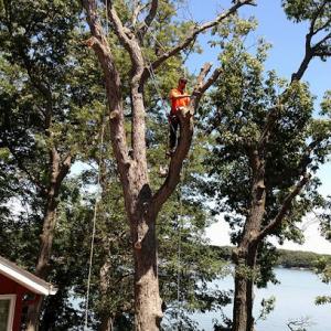 Rod's Tree Service