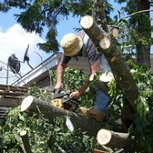 Bloomington Tree Service Pros