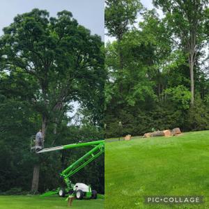 Winnie's Tree Services
