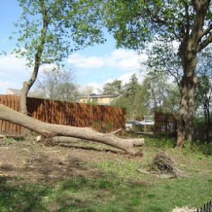 Thoma's Tree Service