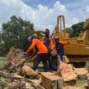 Downright Tree Cutting clusia sales growers