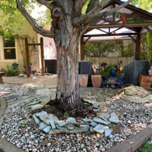 Idaho Tree Preservation