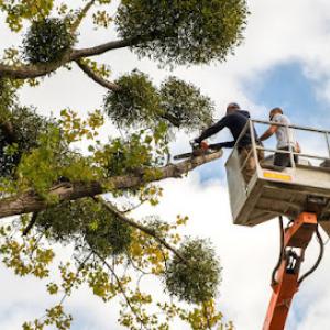Bonita Springs Tree Service