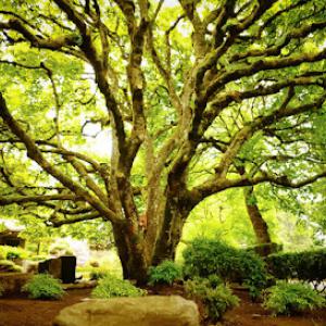 SavATree - Tree Service & Lawn Care