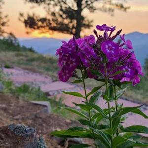 The Magic Beans Landscaping