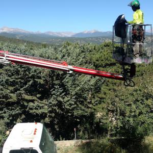 Geesaman Tree Company