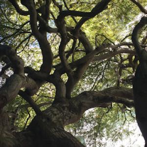 Greenlite Certified Tree Care