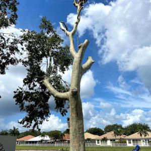Tree Service West palm beach, Fl