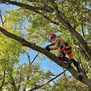 Northern Tree Specialists