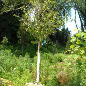 D. Follett Tree Service & Landscaping