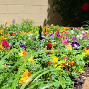 Desert Roots Landscaping