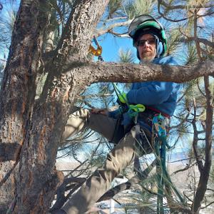 Corrales Tree Care