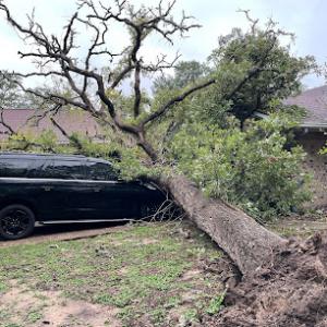 Texas Tree Services