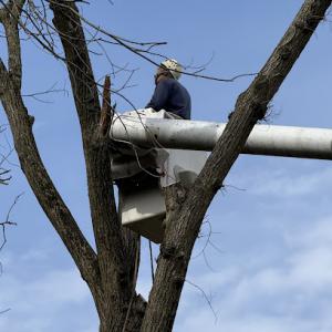 Redwood Tree Company