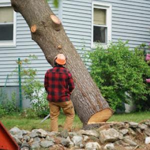 Shore Tree Service