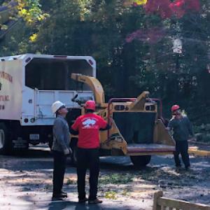 Northern Virginia Tree Experts