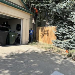 All Season Tree Service