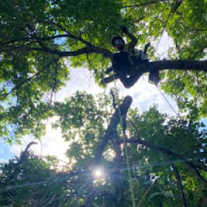 Z Tree Care