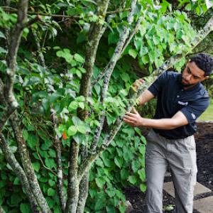 The Davey Tree Expert Company