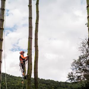Greenwich Tree Removal