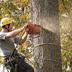 Forest Valley Tree & Turf