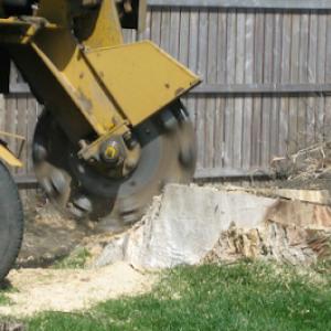 Stump Grinding Spring Hill