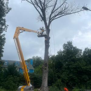 Jones Tree Services