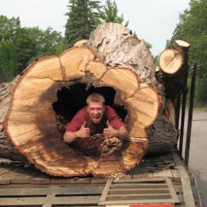 Tall Timber Tree Experts