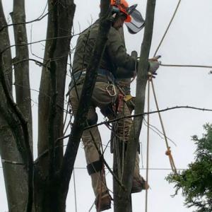 Orchard Tree Service