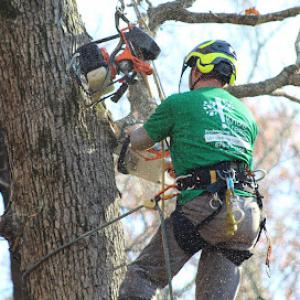 KnowTrees, LLC. Professional Tree Service