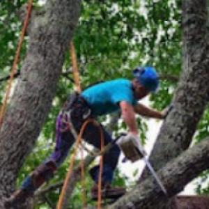 Grand Arch Tree Service