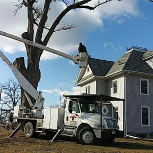 Skelley Tree Service