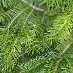 Julie Collins - Consulting Arborist & Tree Health Services