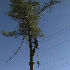 Stan Freeman Tree Service - Tree Company,Tree Contractor,Tree Maintenance in Villa Hills, KY