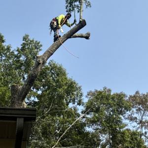 Torres Tree Service