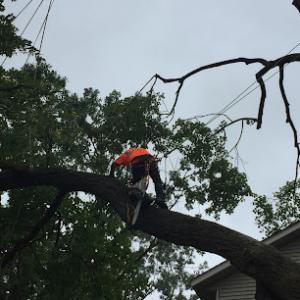 Carr's Tree Service